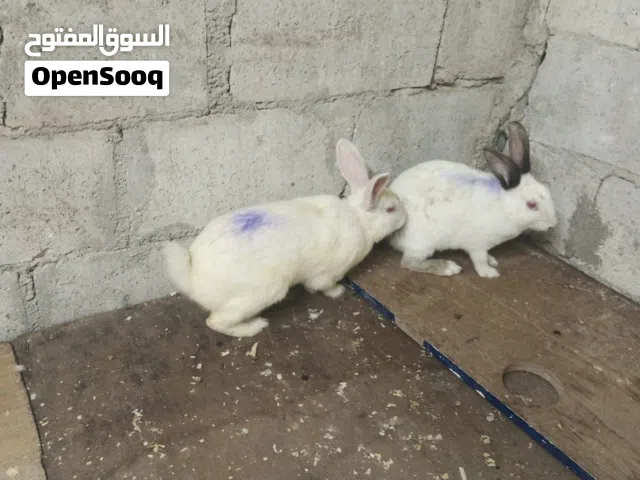 أرنب للبيع
