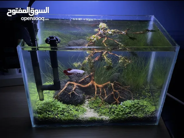 aquarium, home or office decoration, garden