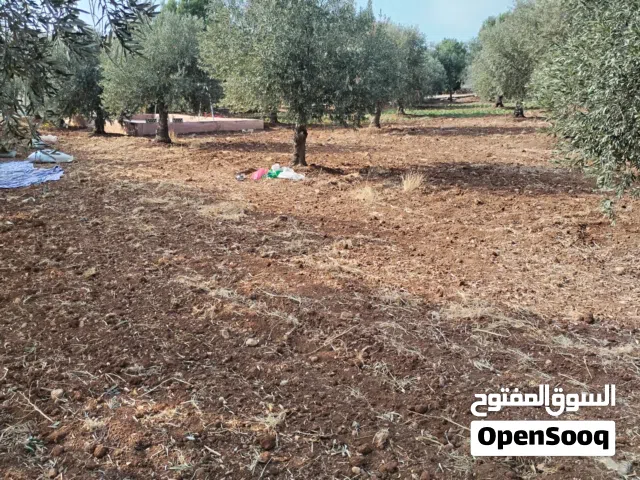 10 دنمات موقع مميز من أجمل قطع الرمان جميع الخدمات مشجرة
