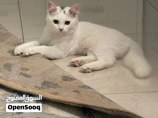 قطط للتبني عمرة 3 شهور مجانية