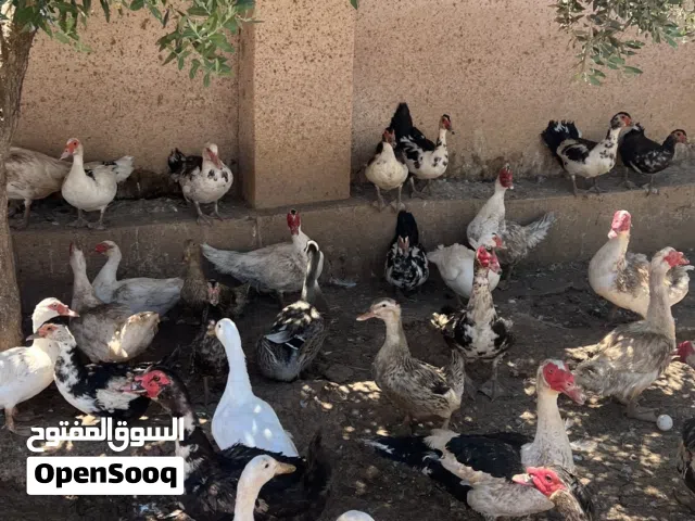 قطيع بط للبيع شغال مع فراخ