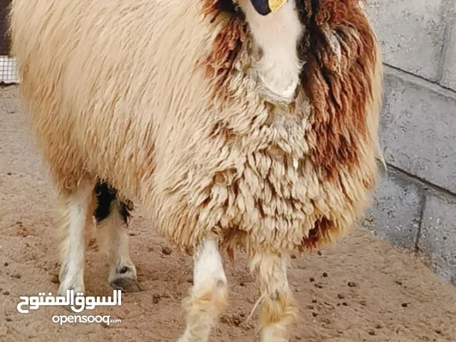 مطلوب جميع انواع الحلال في قطر