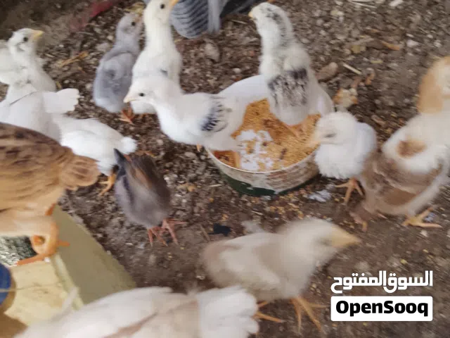 السلام عليكم افراخ البيع