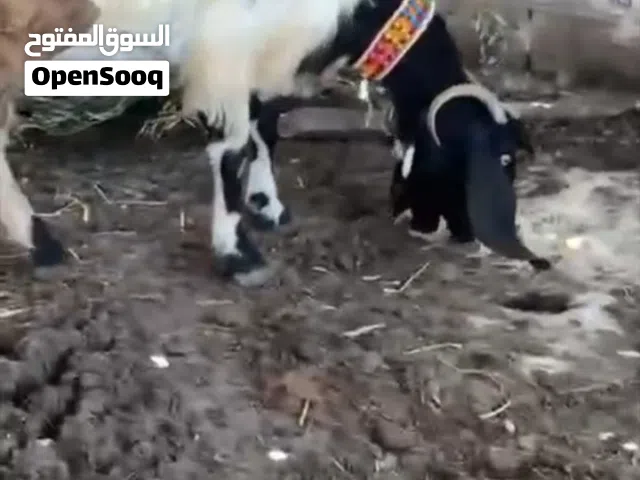 عنزه والده معها جدي نخب اول كفاله حليب