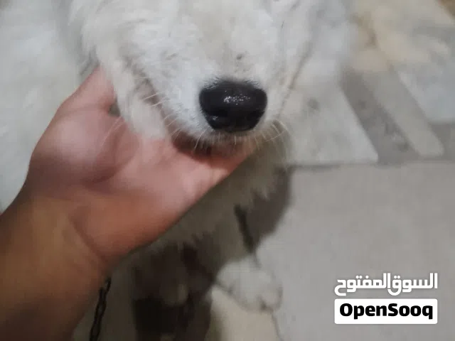 كلب ابيض للبيع