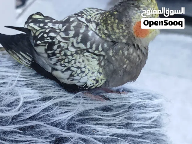 مطلوب كوكتيل أليف ذكر