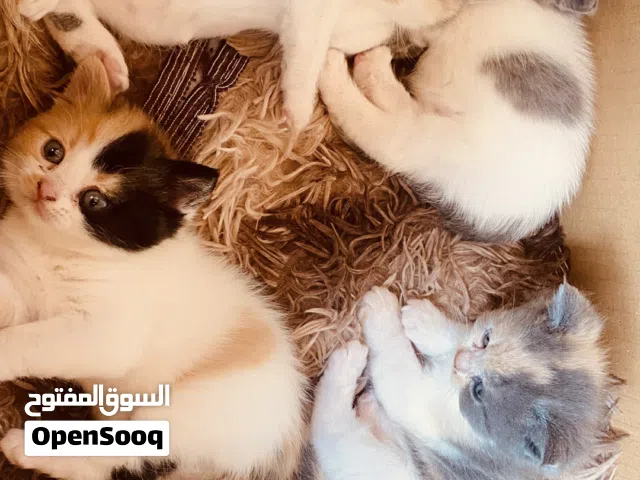 قطط سكوتش فولد للبيع