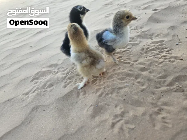 متوفر كتكوت برهماء للبيع