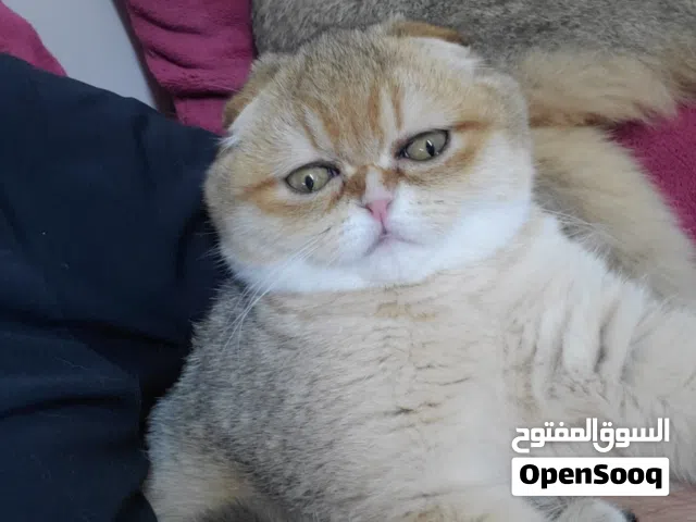 قطة سكوتش فولد ny11مستوى عالي جدا العمر 8 اشهر طالبه تزاوج