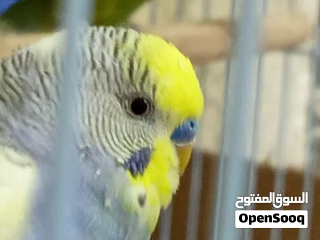 6 بادجي بحاله جيده للبيع