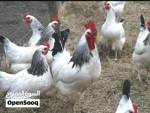 متوفر بيض دجاج ساسكس انجليزي البزرة الأصلية