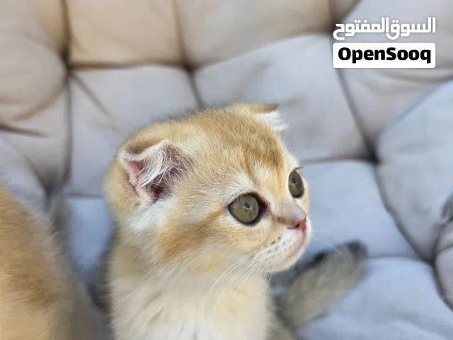 Golden Scottish Fold & Straight Kittens - Male & Female - 2.5 Months - Litter Trained