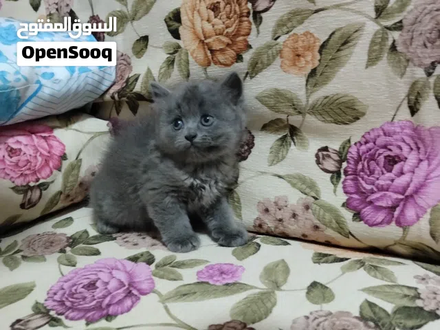قطه شرازي بنوته 45 يوم