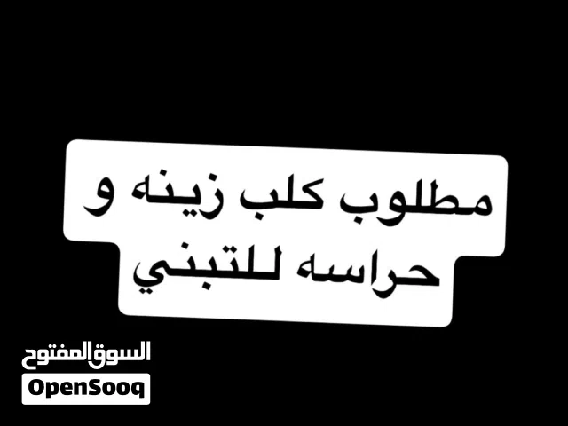 مطلوب كلب للتبني زينه او حراسه
