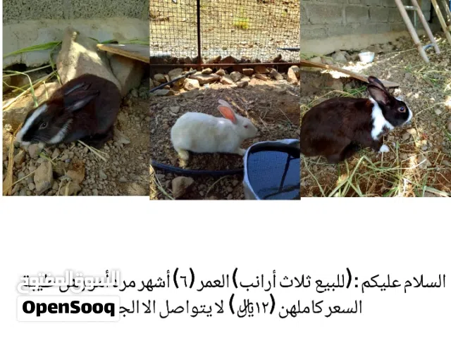 ثلاث ارانب للبيع