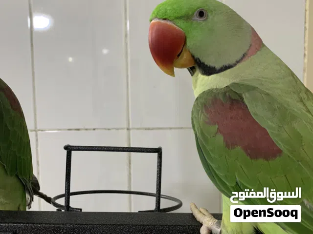Nepali parrots for sale