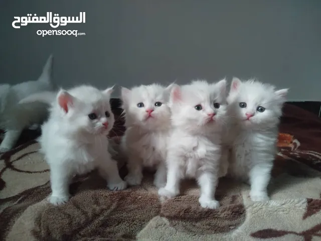 قطط شيرازي ابيض بيور'اصل' ذكور وإناث عمر شهر نظيفين وصحتهم ممتازه دباديب وشعرهم كثيف