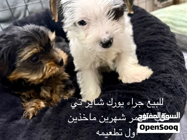 متوفرجراء يورك شاير