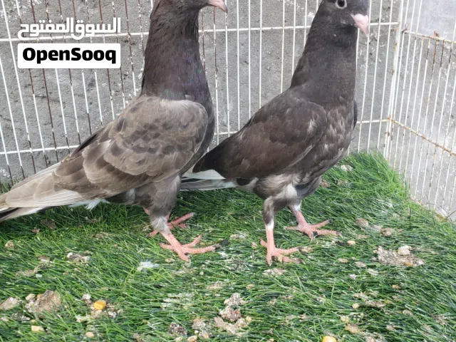 حمام قطايفي اباءهم معقدات
