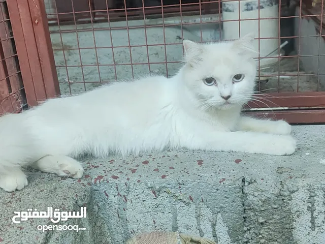 قطط صغيره و كبيره الجاد يتوصل معي فضلا سعر قابل بشي بسيط للجادين فقط اقري الوصف ضروري