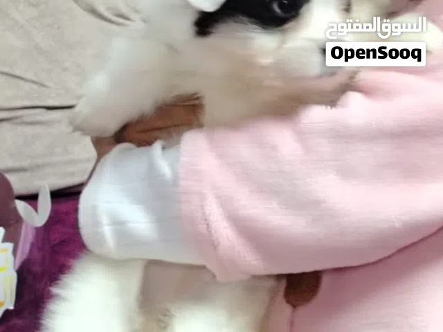 بيع كلبة ميني مالتيز صيني حجم صغير