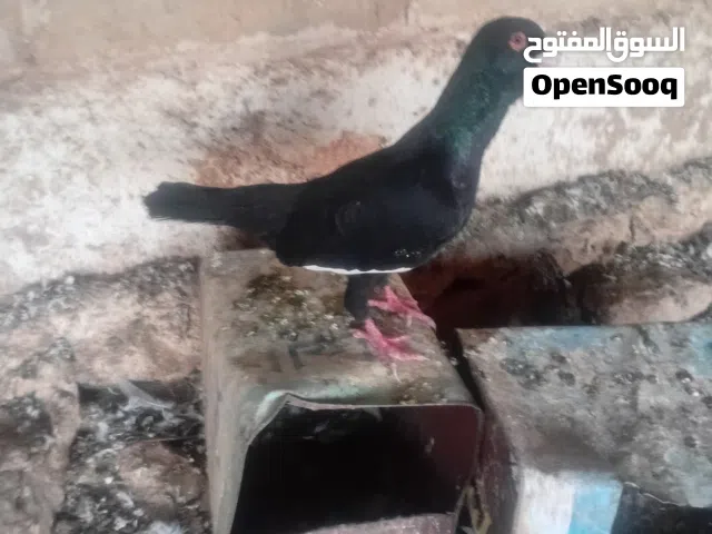 جوزين نخب أول للبيع