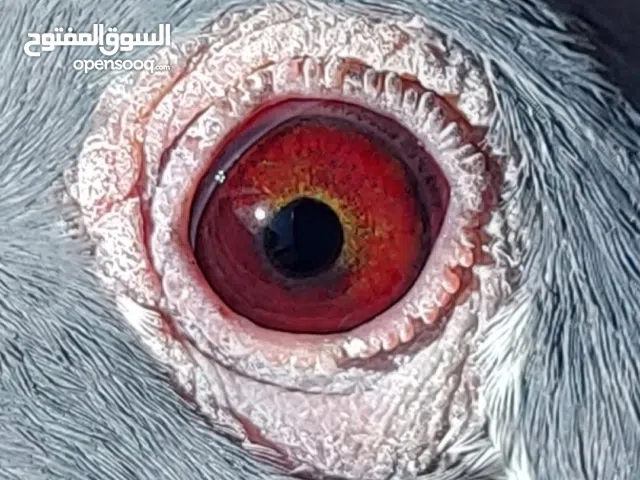 حمام سباق زواااجل