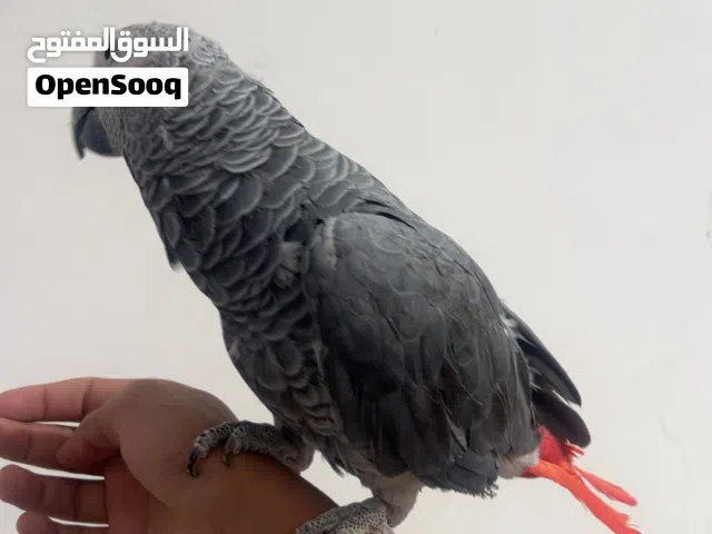 السلام عليكم ببغاء زنبجاري مروض مافيشي عيطه ومايعضش يركب على الايد وبدايت كلام يبغبغ