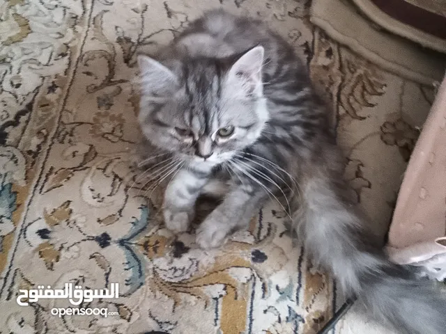 قطط هيمالايا للبيع