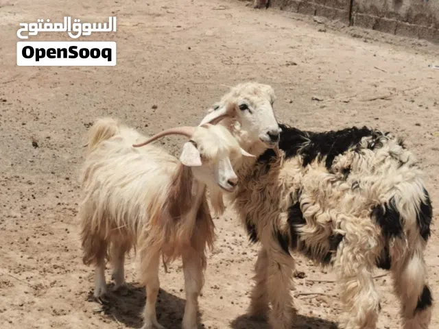 ت ماشاءالله تيس للبيع بس