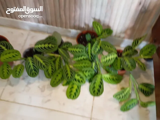 نبات داخلي طبيعي