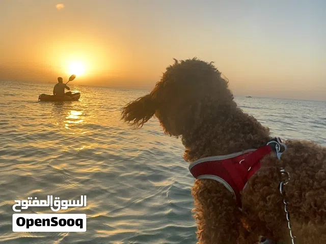توي بودل احمر للبيع Toy poodle red for sale