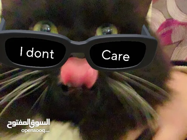 قط للبيع لعوبة جدا قط منزل