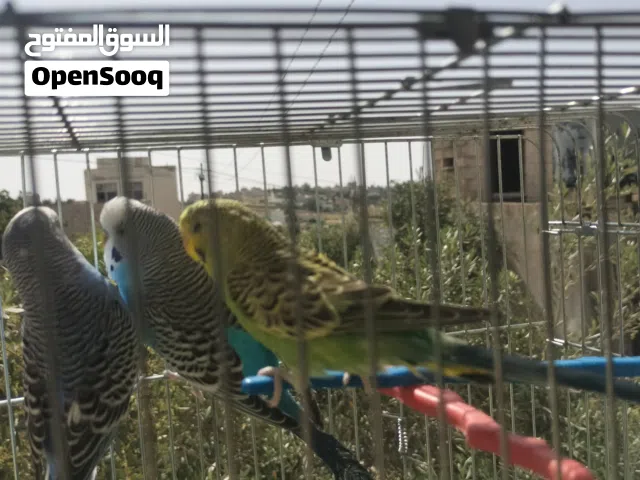 طيور حب للبيع