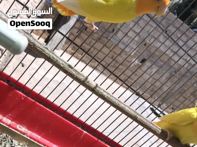 متاح بفضل الله كوبيا اورنج حجم جامبو تحته دحي