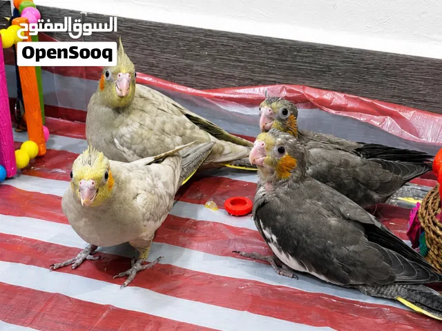 للبيع فروخ كوكتيل مميزة