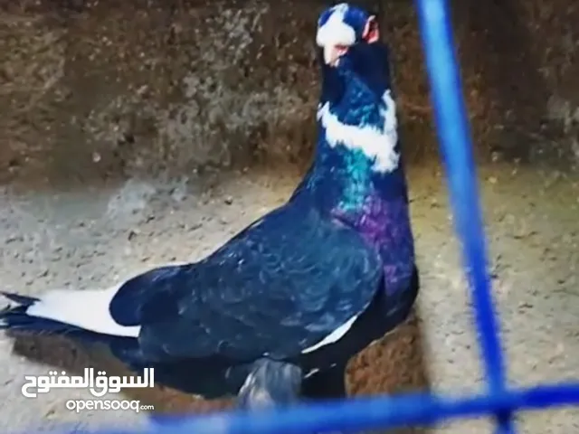 حمام للبيع فحول زق وجوز بواز