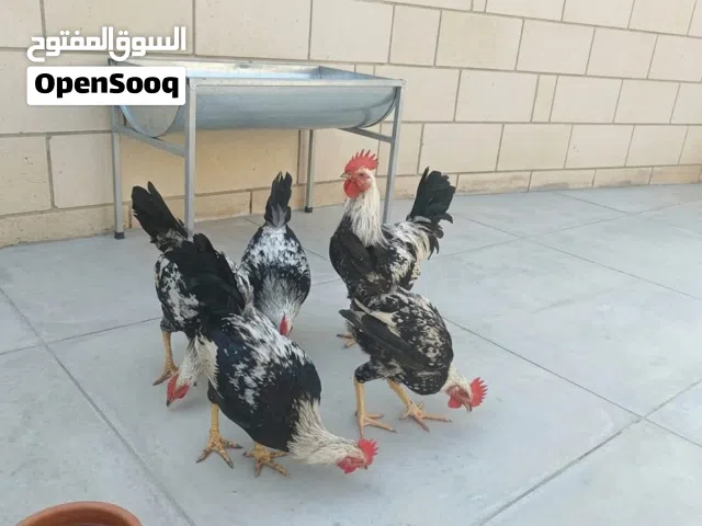 ديوجة دندراوي كويتي