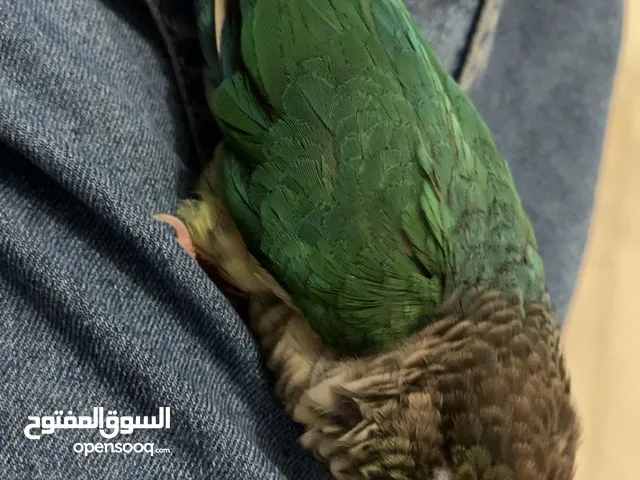 كنيور تركوازي مروض