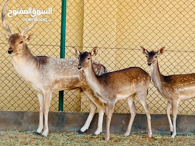 غزلان للبيع