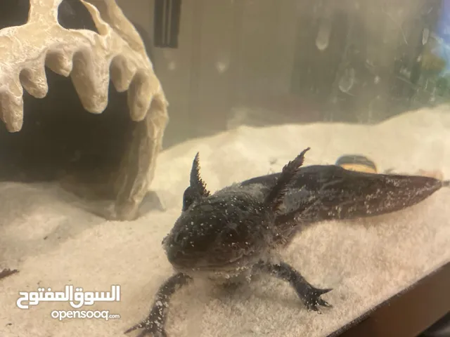 Axolotl black and pink with tank
