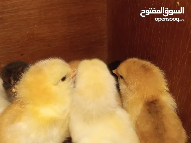صيصان دجاج بلدي ترقيد مش فقاسه عمر اسبوعين عدد 30 للبيع (الصوص 1.25 نهائي) الصور بالاعلان تعبيريه