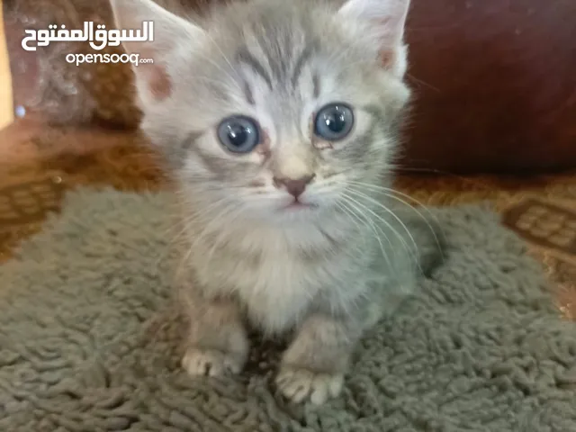 قطه شانشيلا للبيع