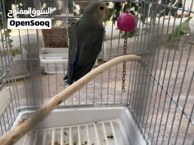 بركديلو روز للبيع