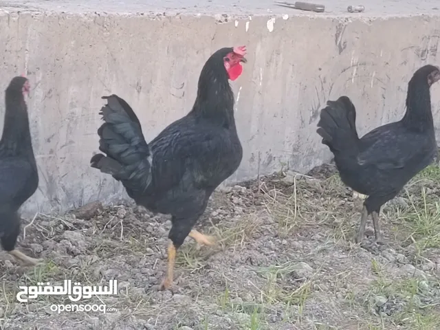 دجاج عرب ناصح وقوي ونشط مع 14بيضه