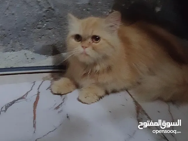 السلام عليكم قطه بيع مستعجل اقرا الوصف زين 15 سعرها