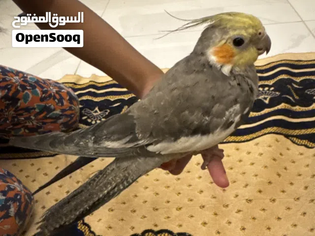 Cockatiel Bird Baby