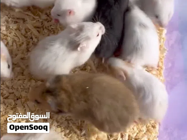 هامستر سوري صغير