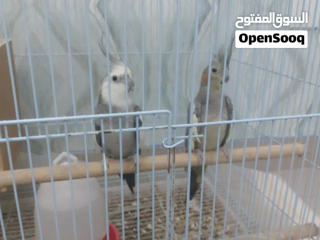 كوكتيل منتج