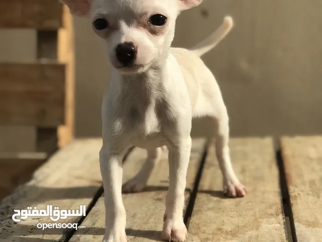 شيواوا انثى اقرا الوصف